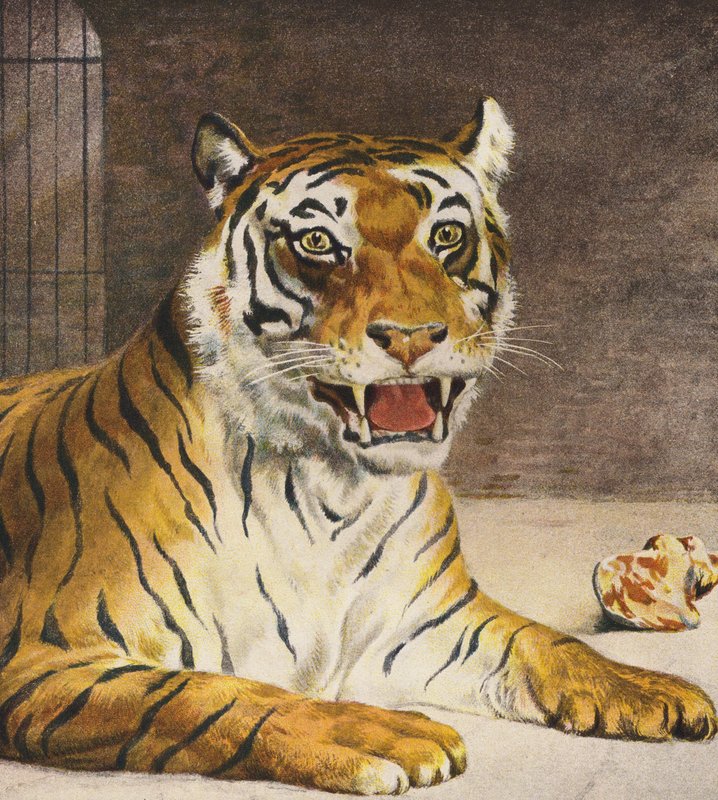 Tigre (litografia a cores) de English School