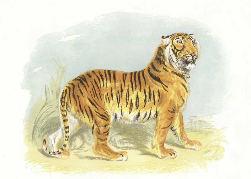 Tigre de English School