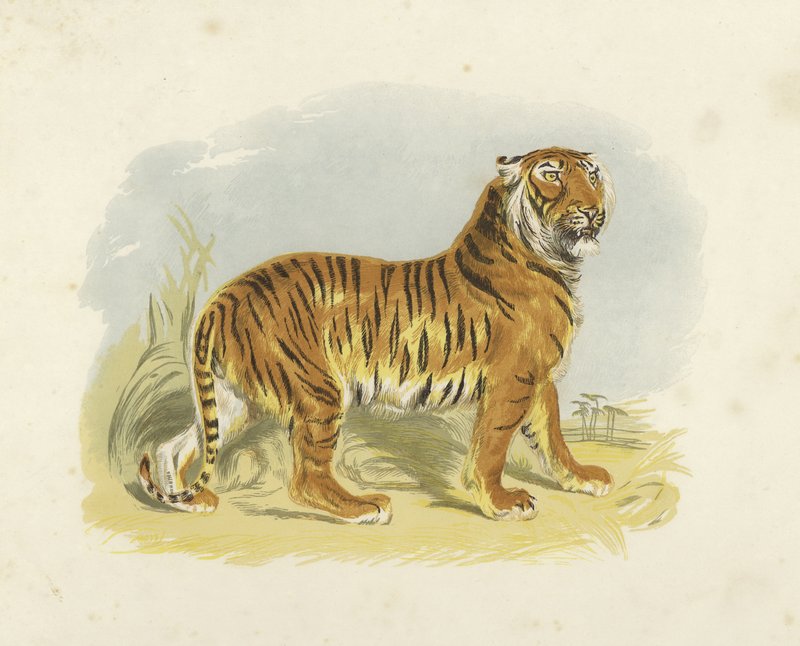 Tigre de English School