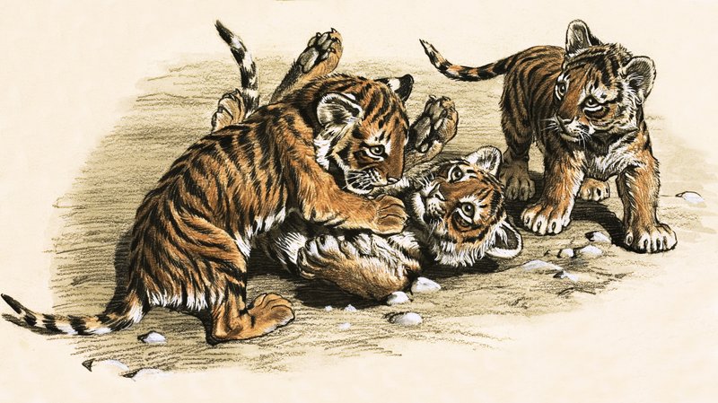 Filhotes de tigre de English School