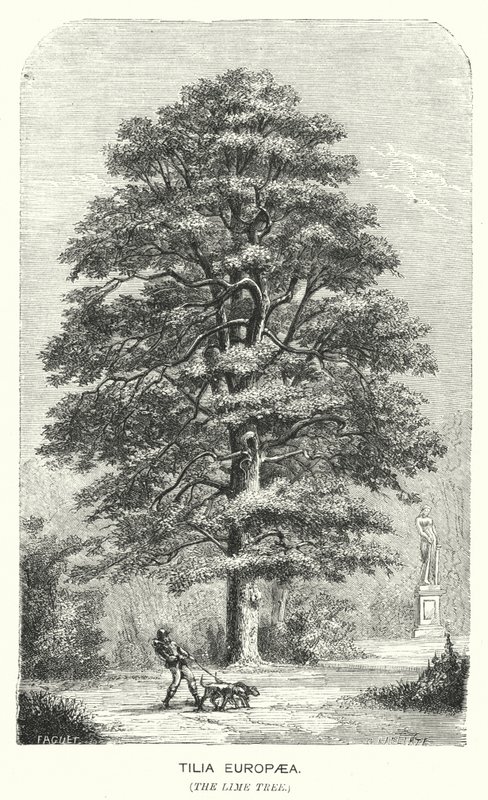 Tilia Europaea, A Tília Europaea (gravura) de English School