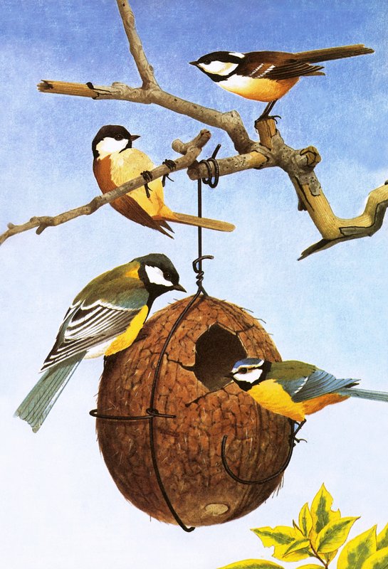 Titmice, ou tetas de English School