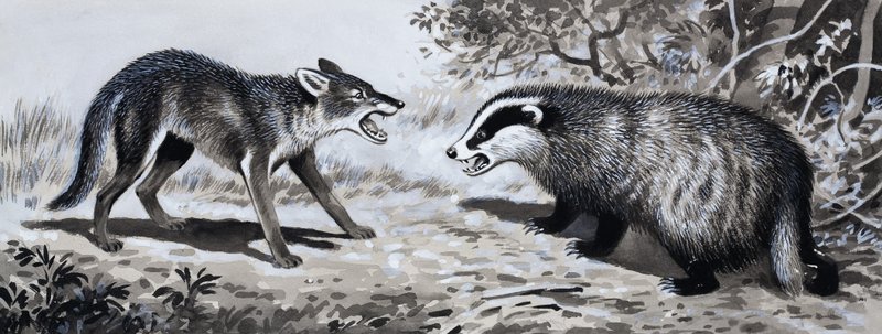 Dente e Garra: Animais em Combate de English School
