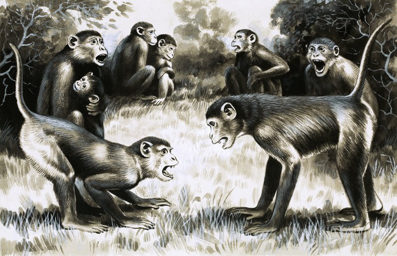 Dente e Garra: Tropas de macacos de English School