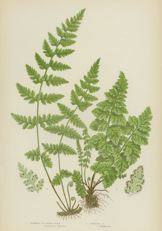 Dente de bexiga, Dickies Fern (cor litho) de English School