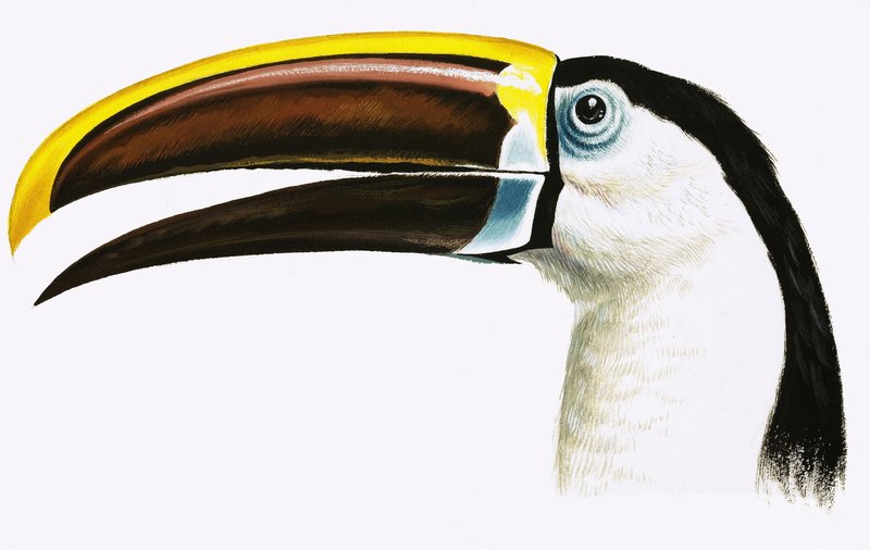 Tucano de English School