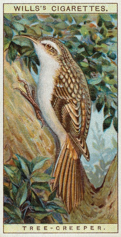Árvore-trepadeira de English School