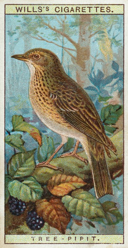 Árvore-Pipit de English School