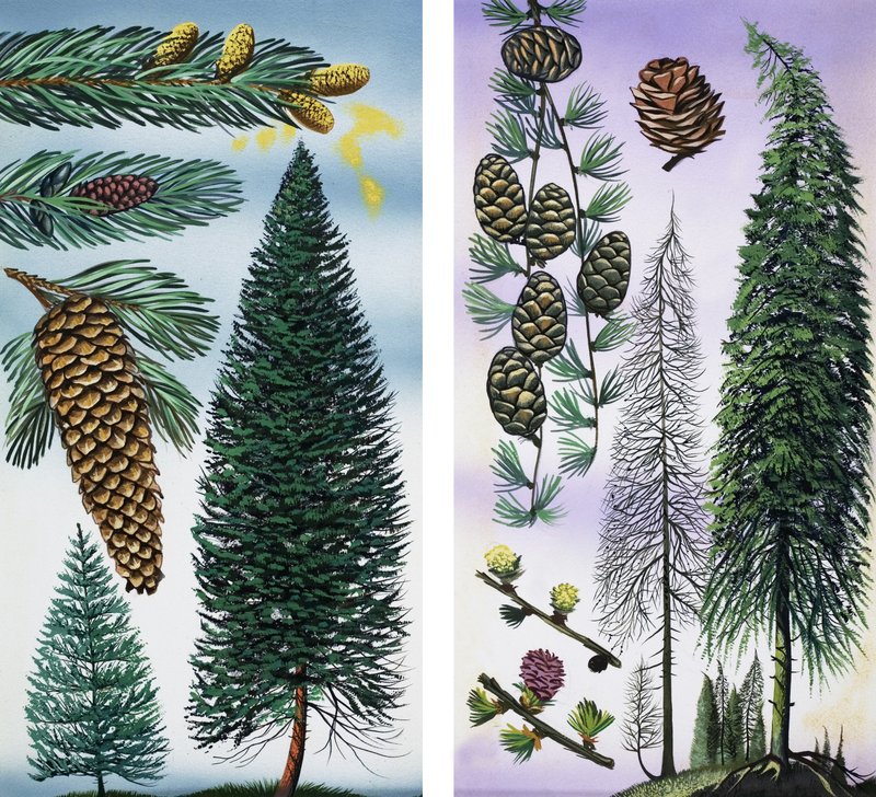 Árvores: Douglas Fir e Scots Pine de English School