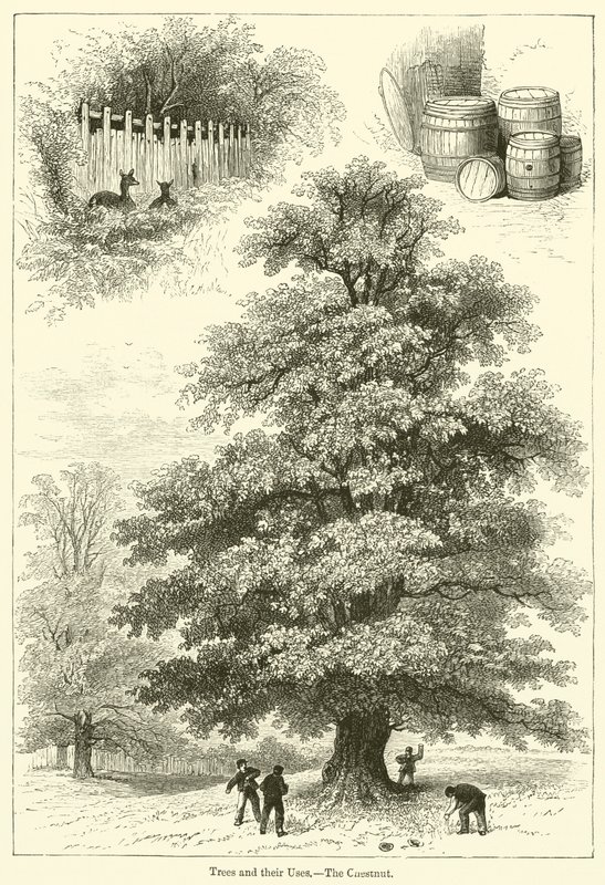 Árvores e seus usos, A Castanha (gravura) de English School