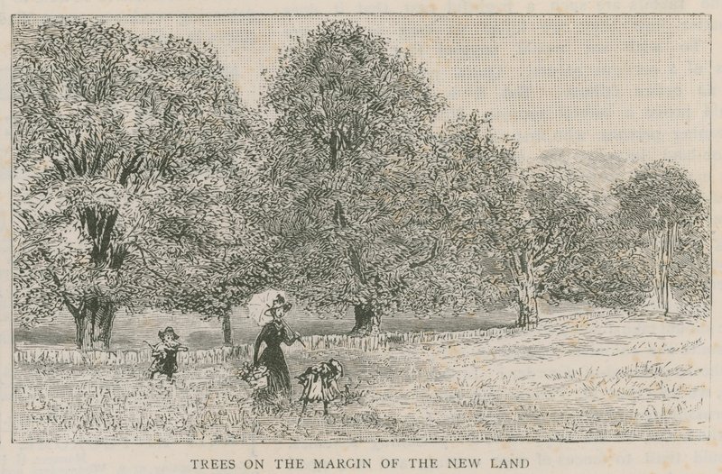 Árvores na margem da nova terra de English School