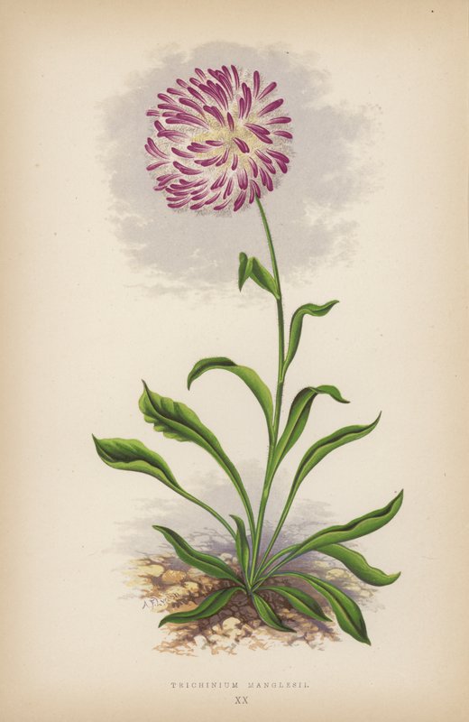 Trichinium Manglesii (cor litho) de English School
