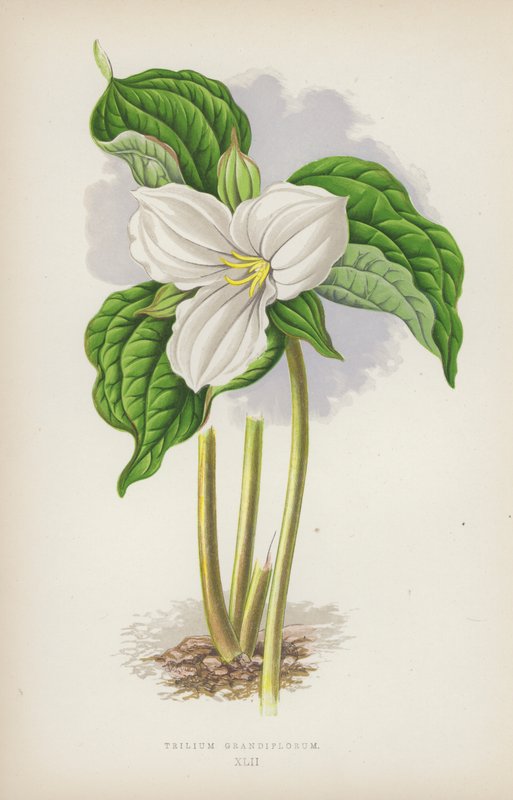 Trilium Grandiflorum (cor litho) de English School