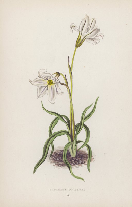Triteleia Uniflora (colour litho) de English School