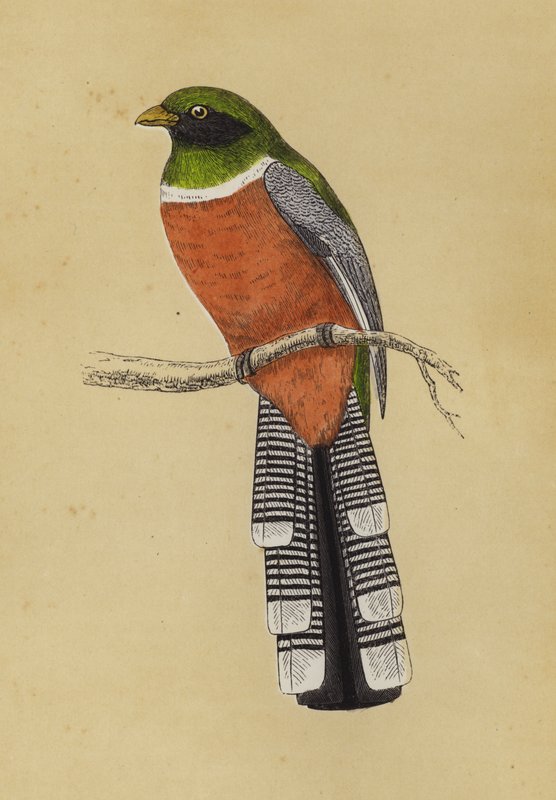 Trogon (cor litho) de English School