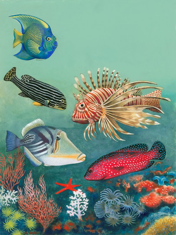 Peixe tropical de English School