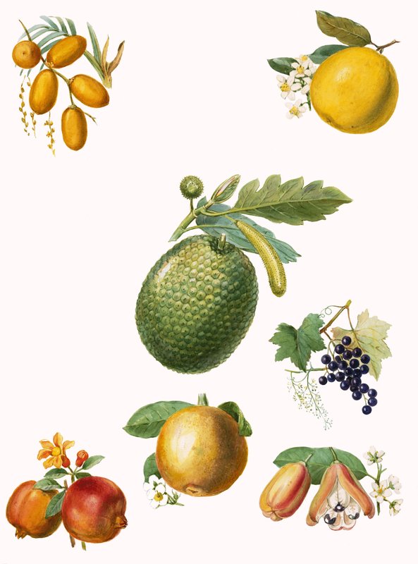 Fruta tropical de English School