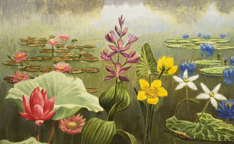 Plantas aquáticas tropicais de English School