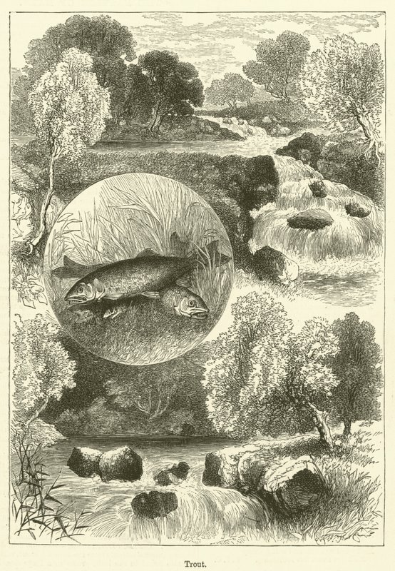 Truta (gravura) de English School