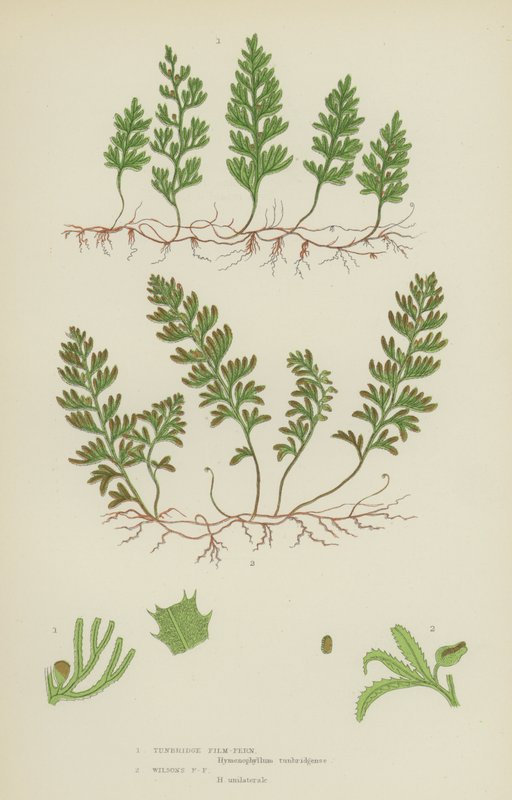 Tunbridge Film-Fern, Wilson