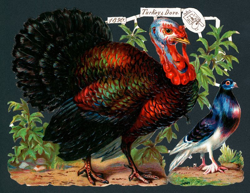 Turquia e pomba, cartão de Natal de English School