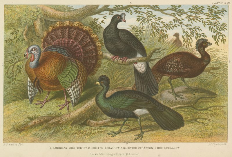 Turquia e mutum (gravura colorida) de English School
