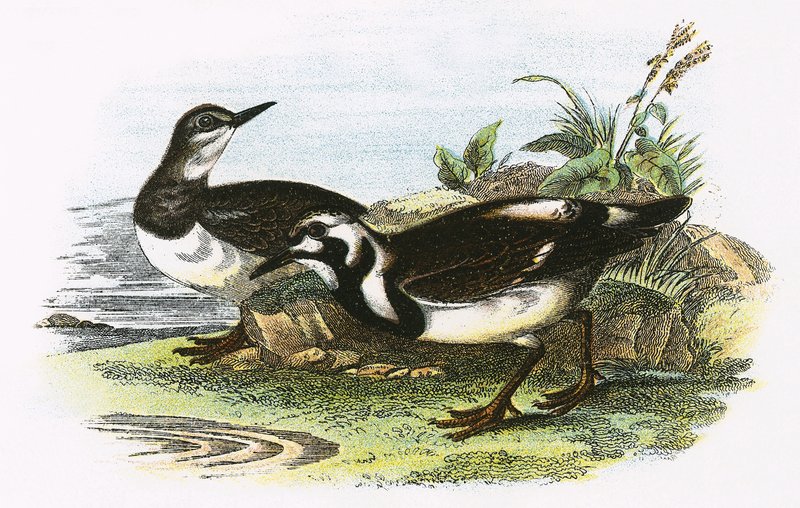 Turnstone de English School