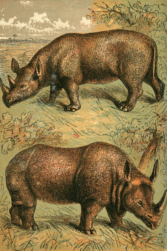 Dois, rinoceronte horned, e, único, chifre rinoceronte de English School