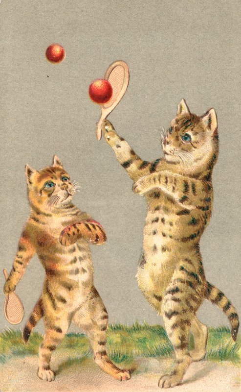 Dois gatos brincando com raquetes e bola de English School