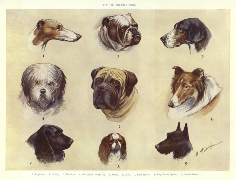 Tipos de cães britânicos de English School