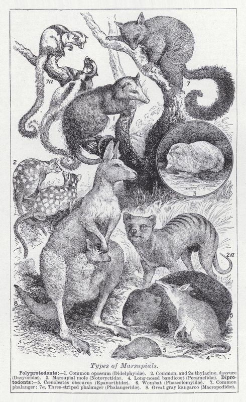 Tipos de marsupiais (litho) de English School