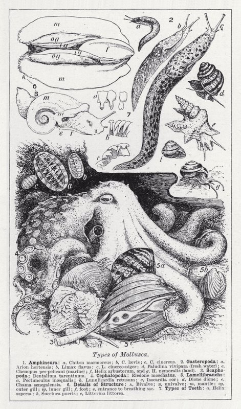 Tipos de molusca (litho) de English School