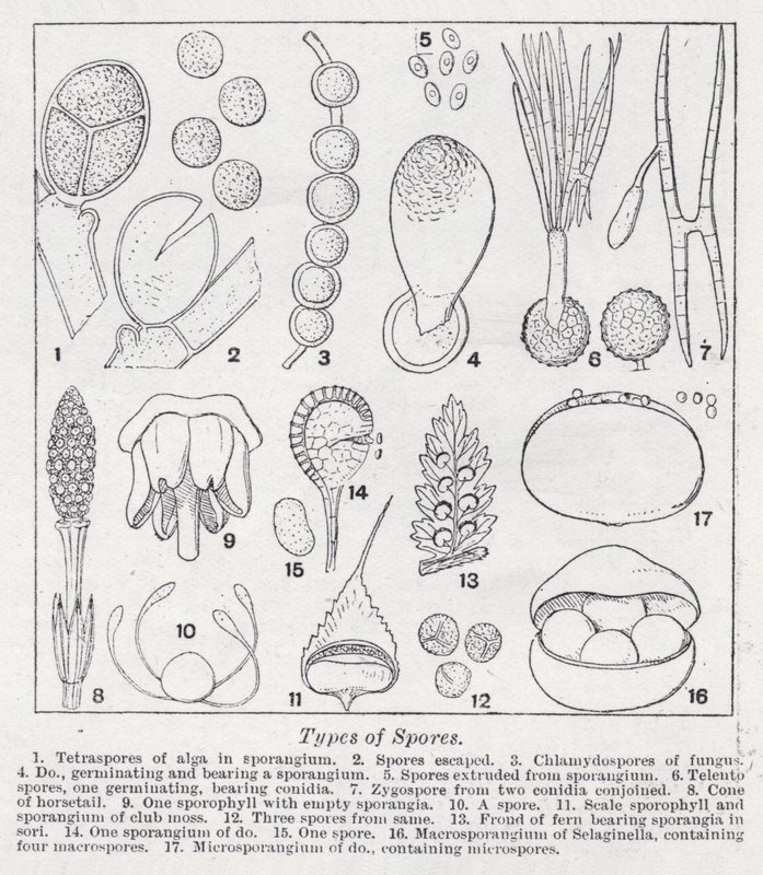 Tipos de esporos (litho) de English School