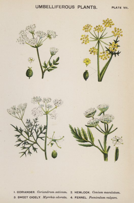 Plantas Umbelíferas (lito colorido) de English School
