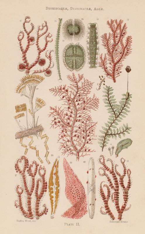 Ao microscópio: Desmidiaceae, Diatomaceae, Algas (litografia a cores) de English School