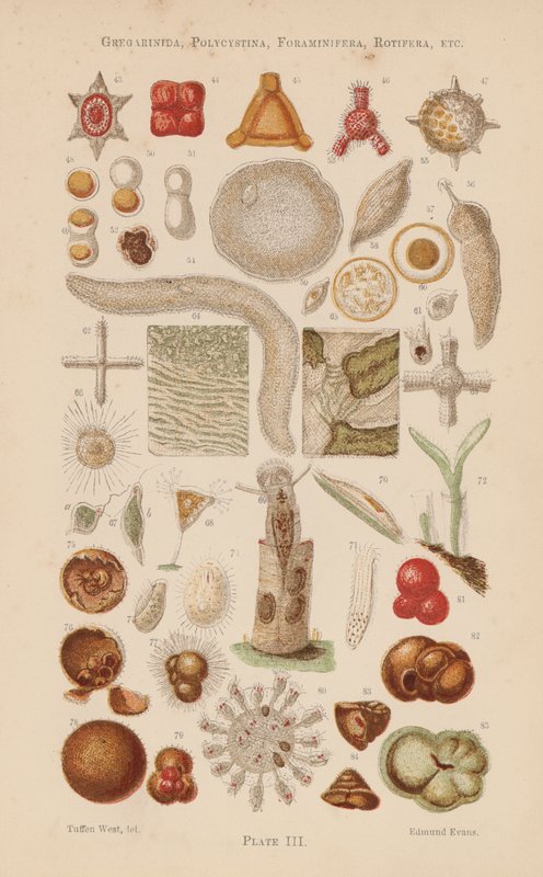 Ao microscópio: Gregarinida, Polycystina, Foraminifera, Rotifera, etc (litografia a cores) de English School