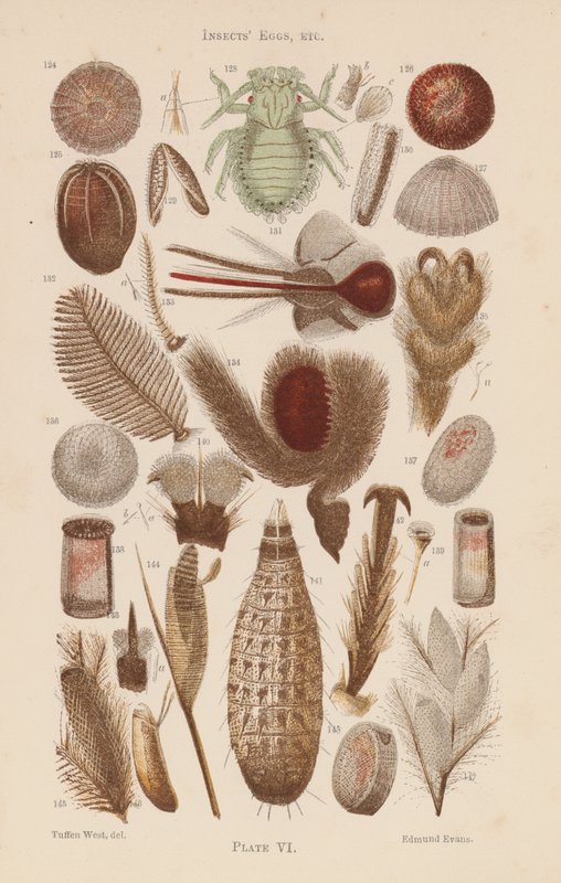 Ao microscópio: Ovos de insectos, etc. (litografia a cores) de English School