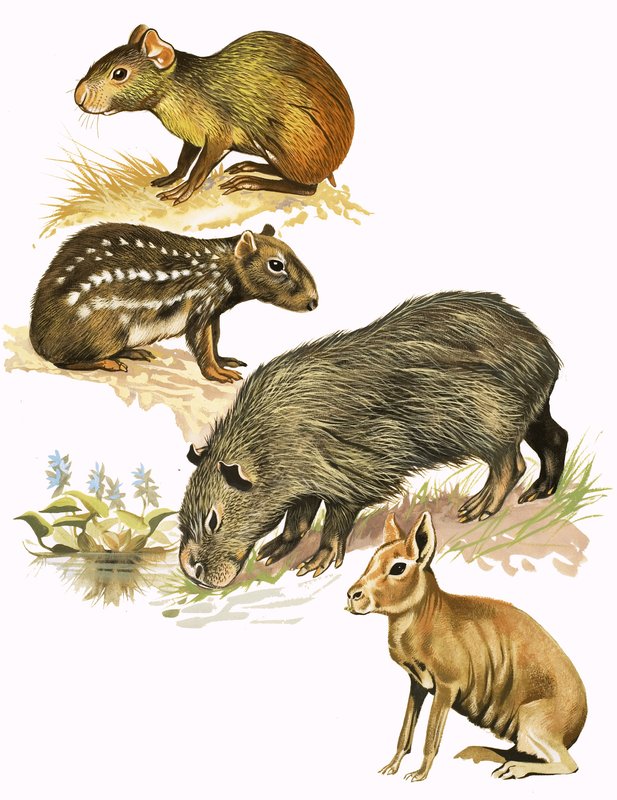 Montagem de animais não identificados de English School