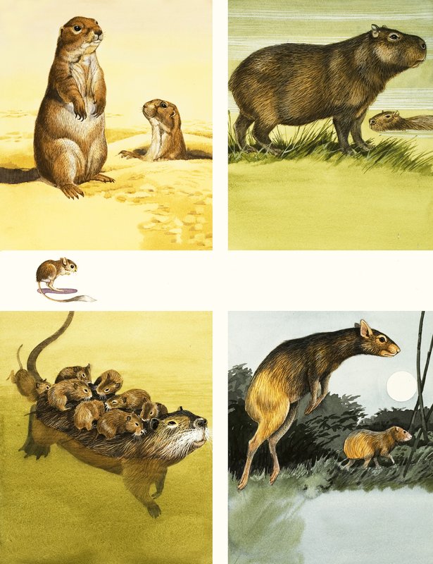 Montagem de animais não identificados incluindo coypu de English School