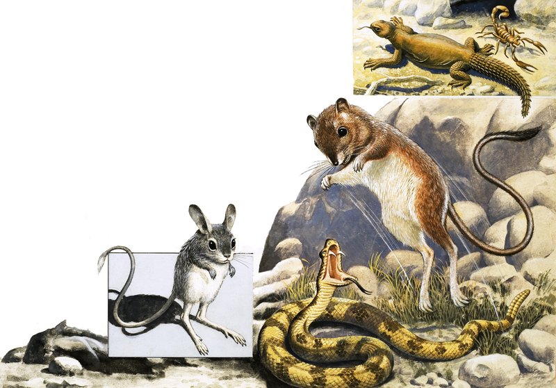 Montagem de animais não identificados com jerboa, cobra e escorpião de English School