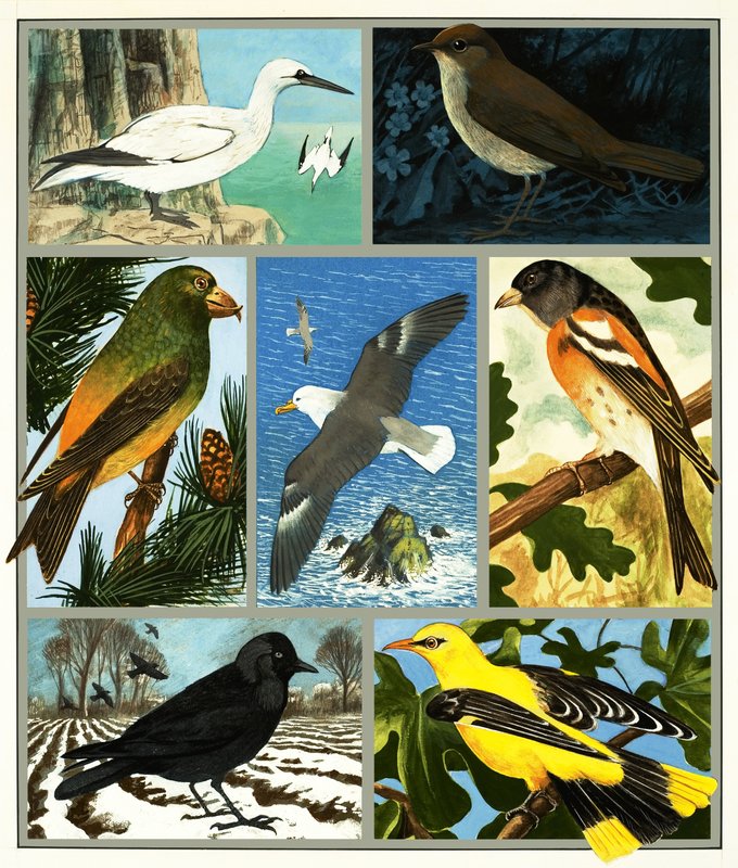 Montagem de aves não identificado de English School