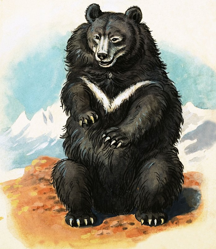 Raça não identificada de urso de English School