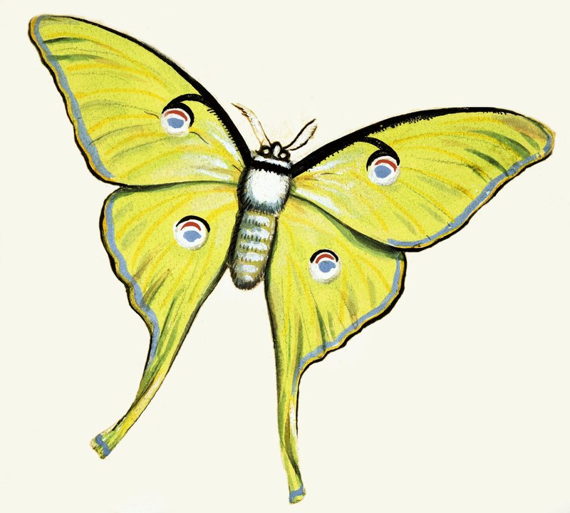 Borboleta não identificada de English School