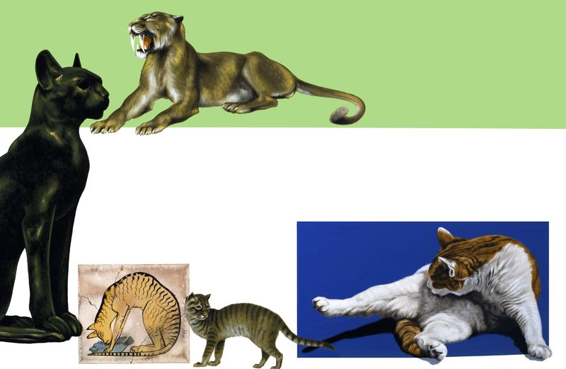 Gatos não identificados através da montagem de idades de English School