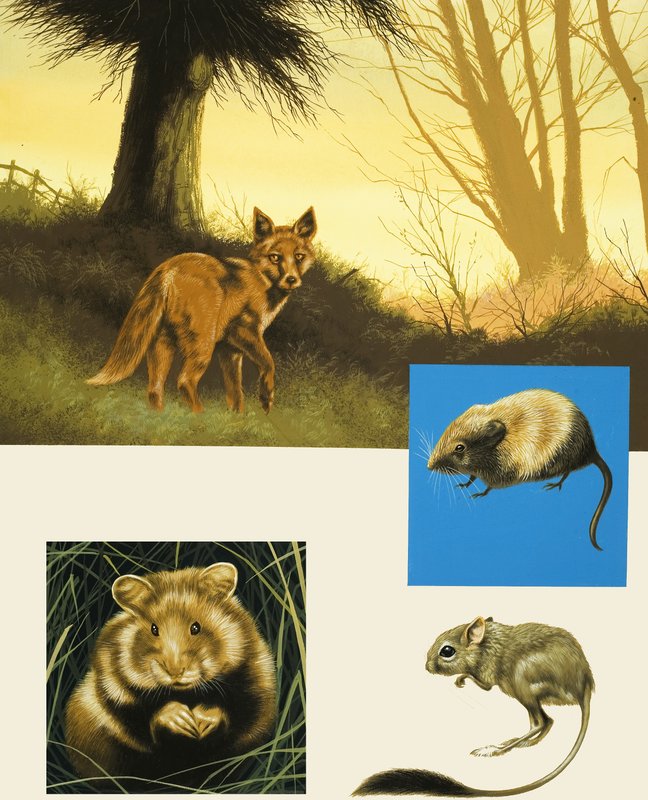 Montagem de animais do país não identificado incluindo raposa de English School