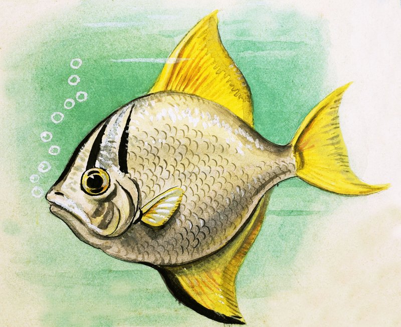 Peixe não identificado de English School