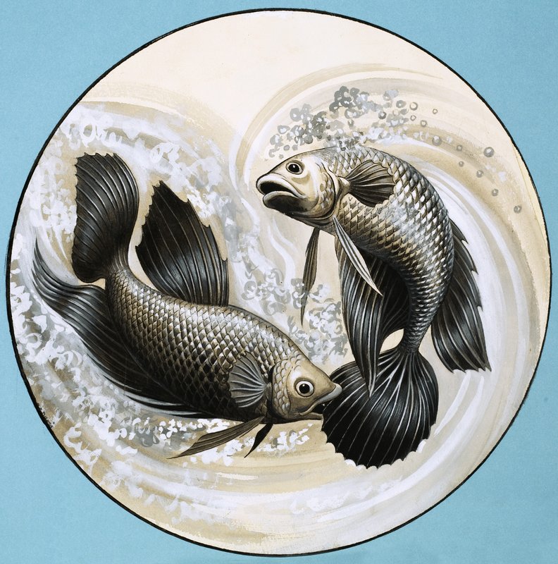 Peixe não identificado, um mordendo o outro de English School