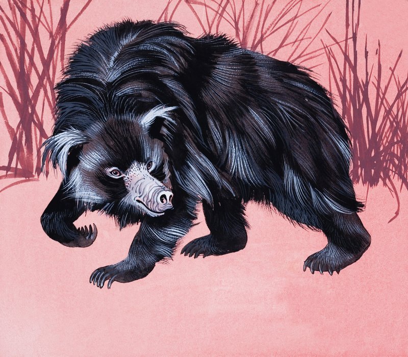 Animal peludo não identificado de English School