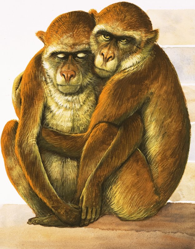 Macacos não identificados de English School
