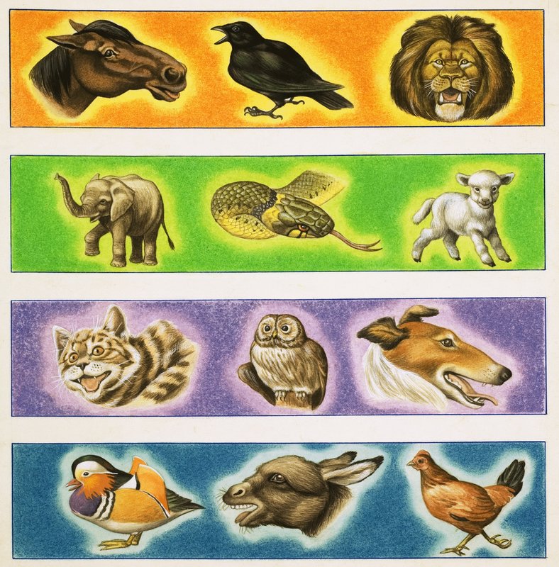 Montagem não identificada de animais de English School